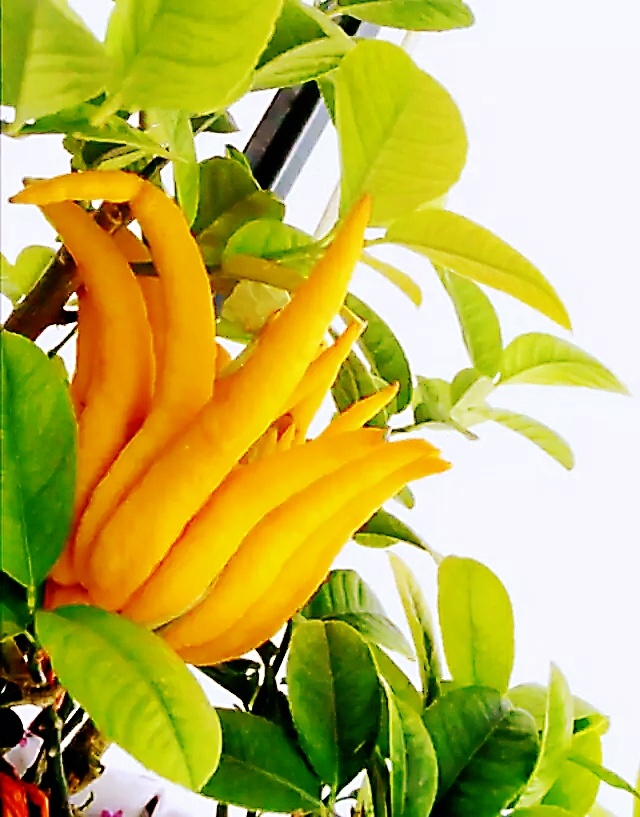 积极向上生长的佛手柑 - 微笑向暖安之若素268 - 图虫