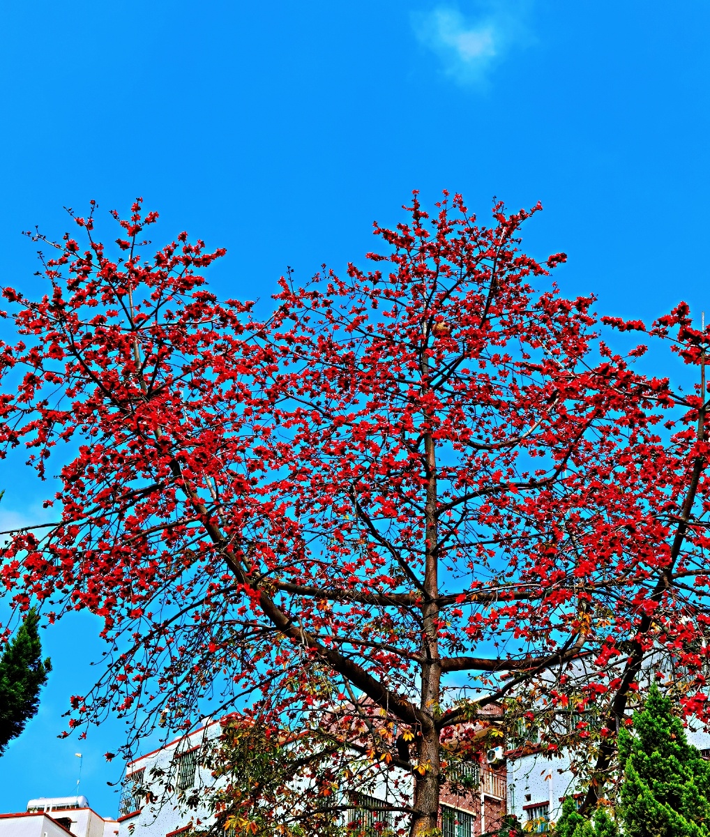 广州春季的木棉树开花春天的气息