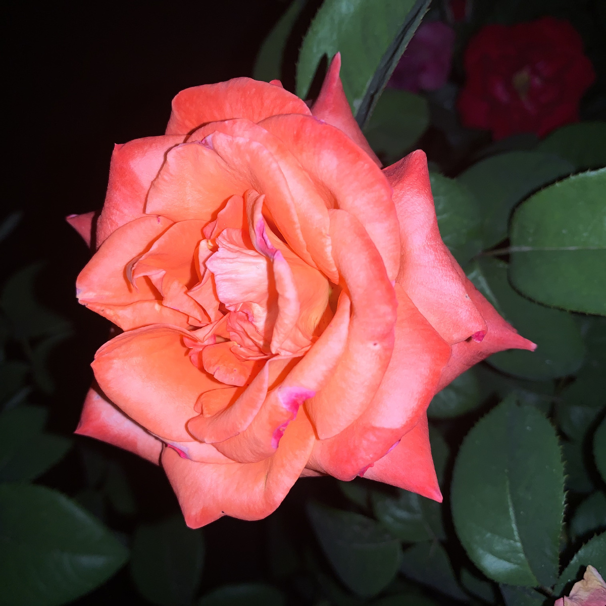 夜晚路边花坛的月季花