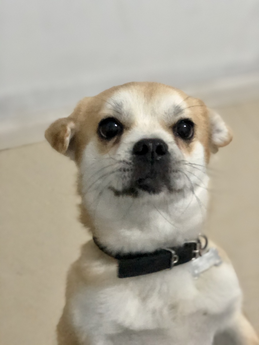 请大家看痴狗豆丁