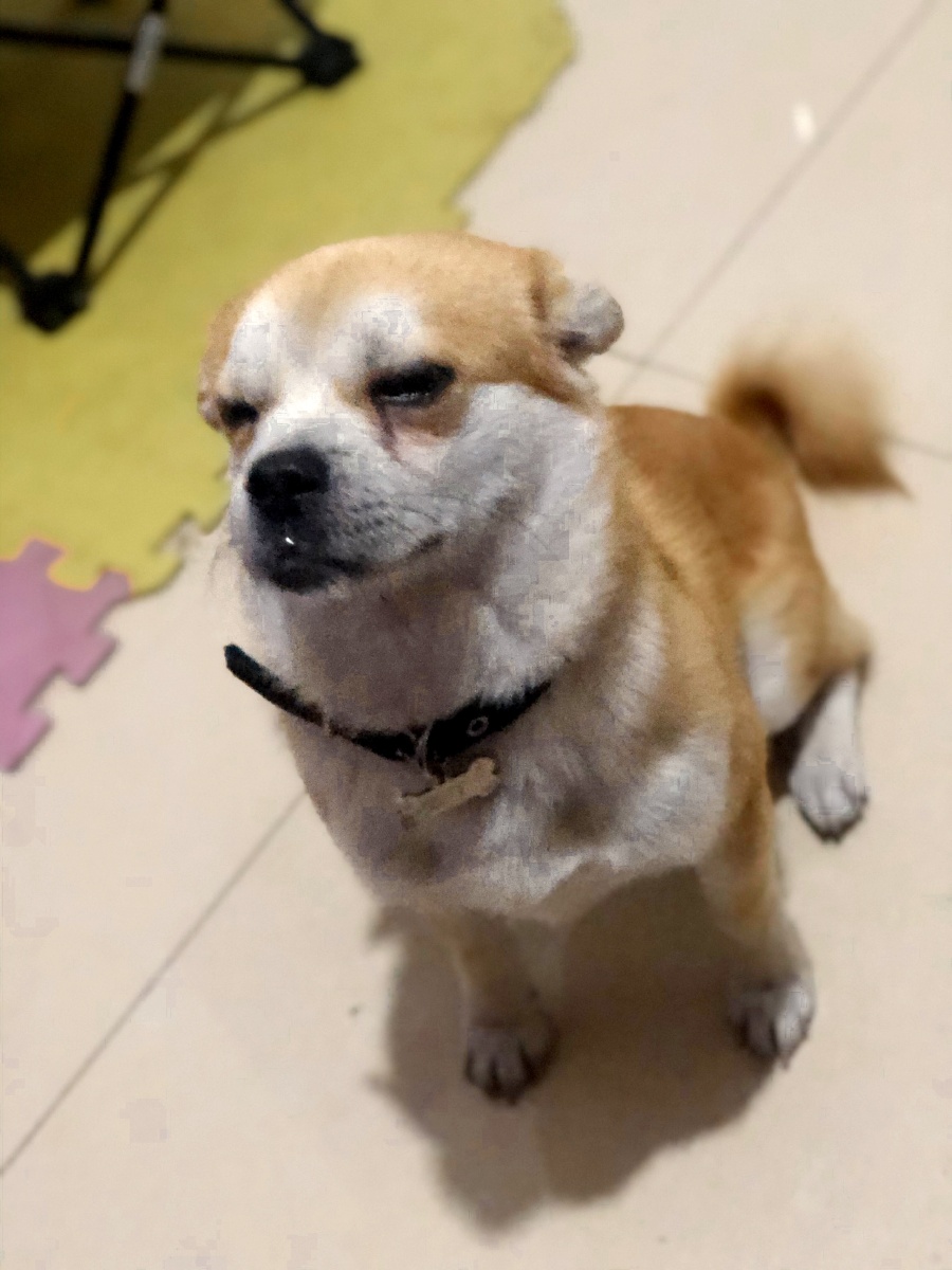 请大家看痴狗豆丁