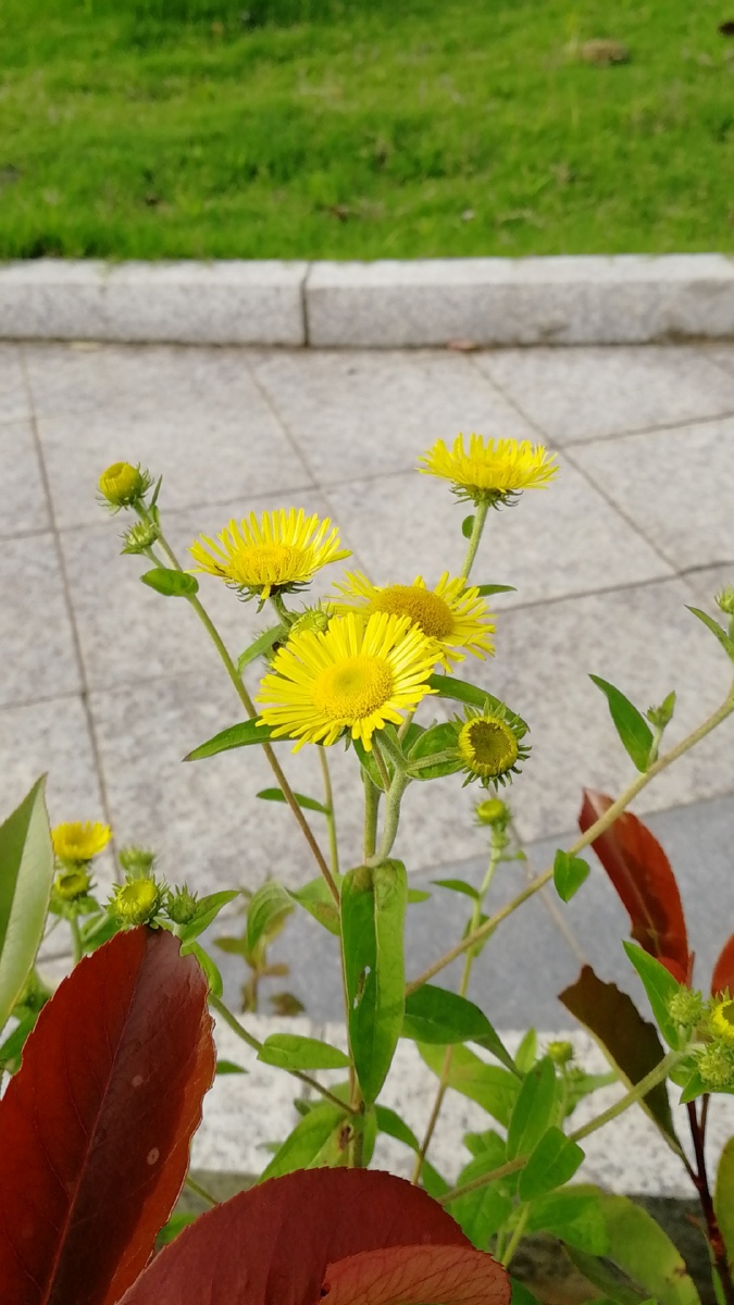 小太阳六月菊