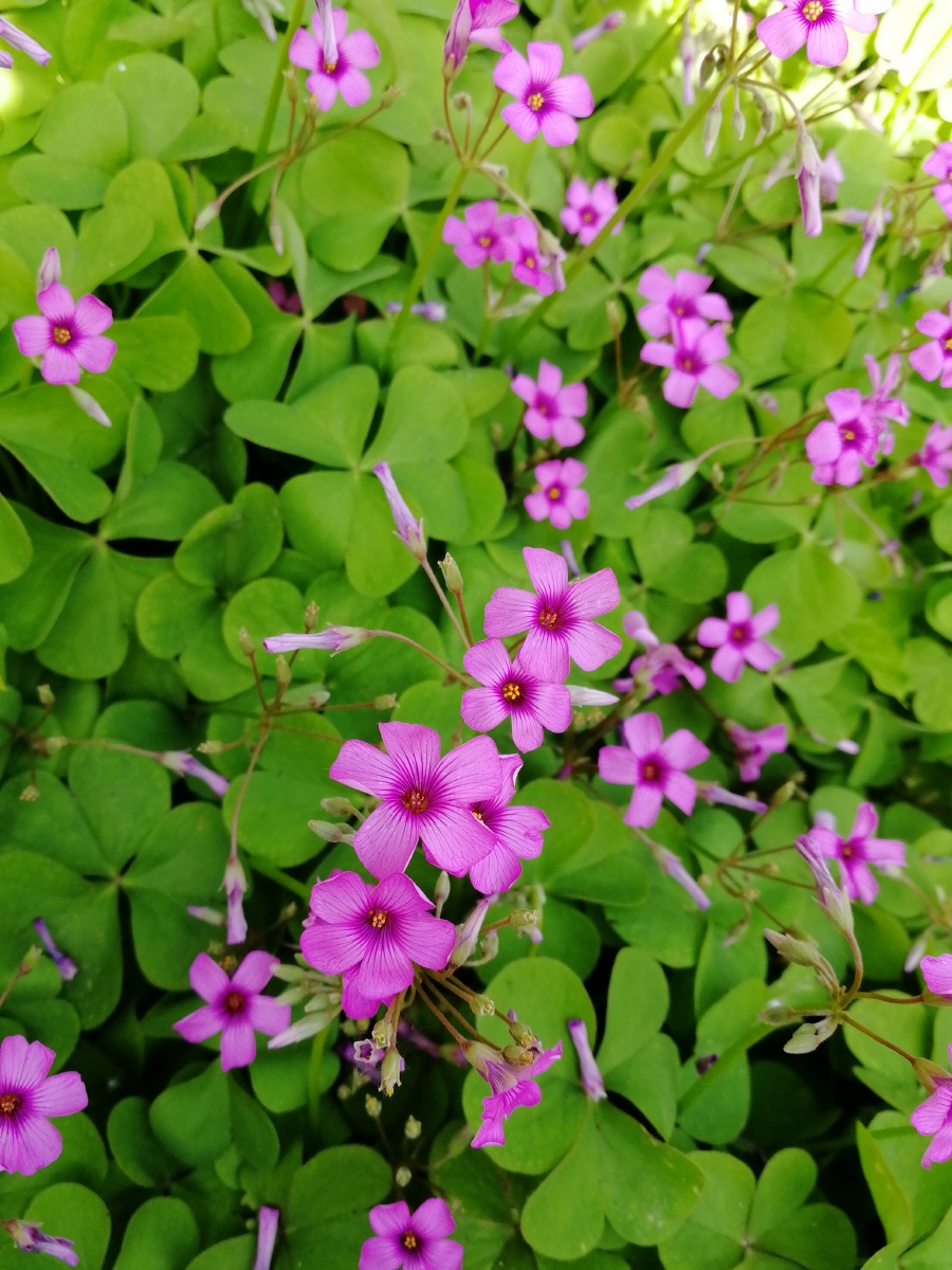 粉色的地毯美丽酢浆花