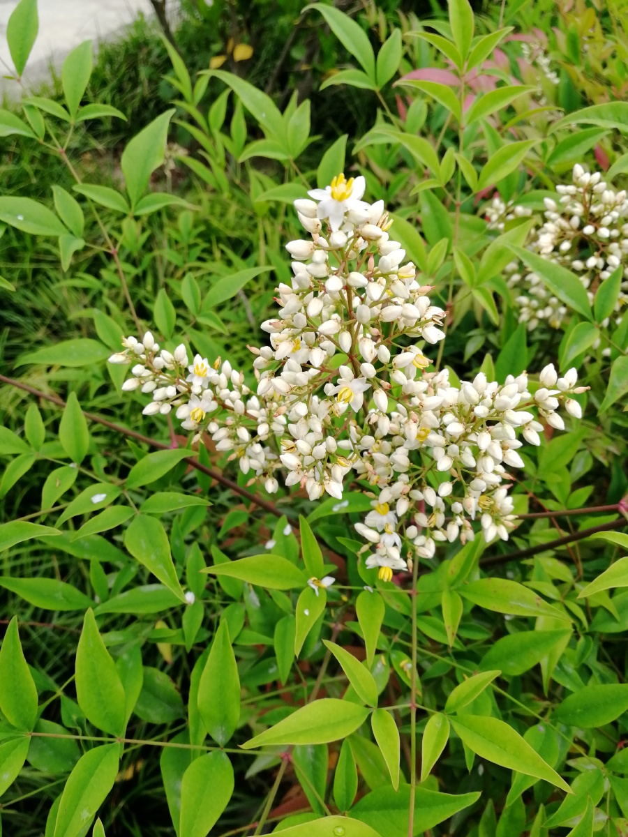 秀丽的南天竹花