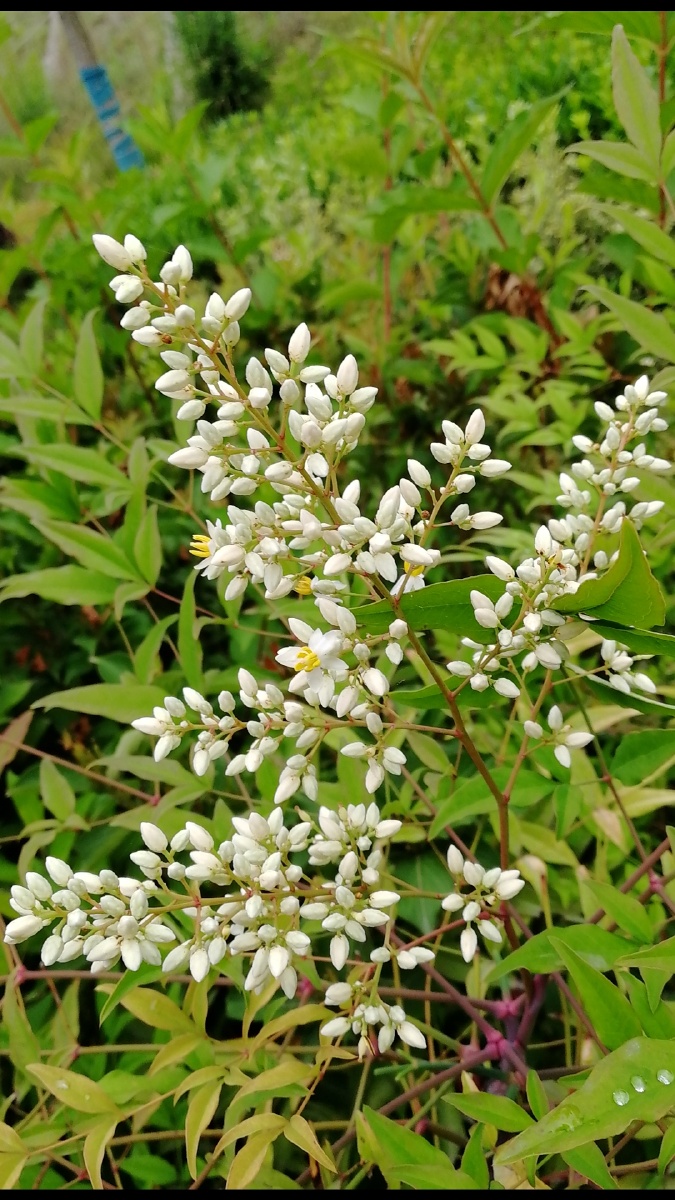 秀丽的南天竹花