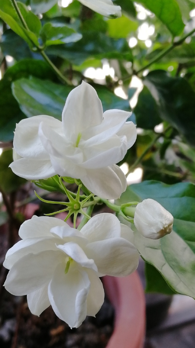 窗台茉莉花香四溢