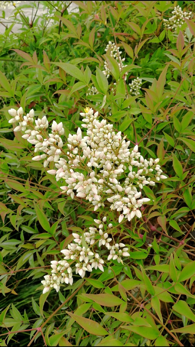 秀丽的南天竹花