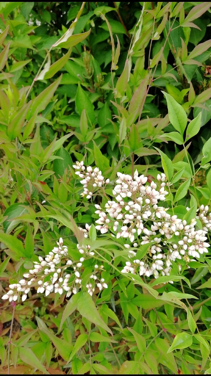 秀丽的南天竹花