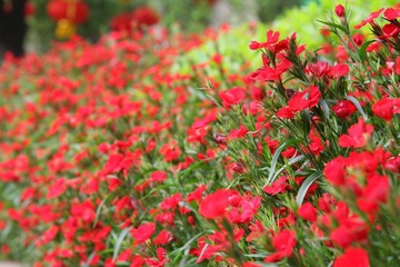 不知道这花叫什么哦