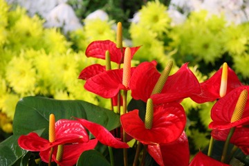 这花好像叫鹅掌秋吧
