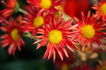 这花不知道叫什么