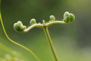 豆芽