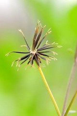 七针草