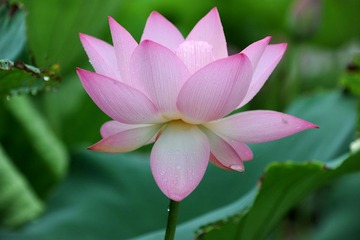 雨中的荷花