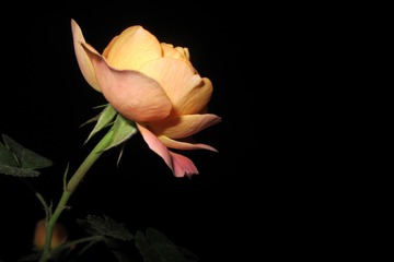 C8FE7075-05B0-4F03-848A-75EB631350BD/L0/001