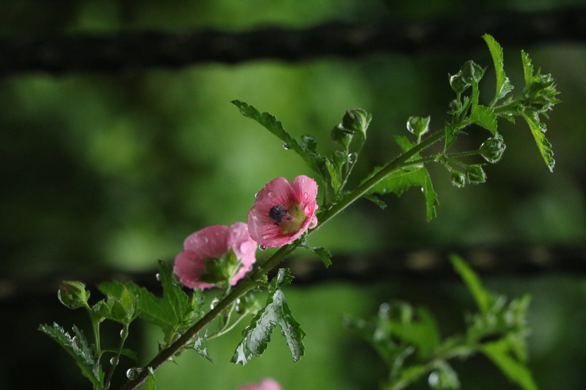 雨后花草