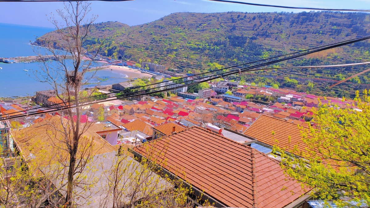 青岛海边童话小镇,樱花里满满当当的春天