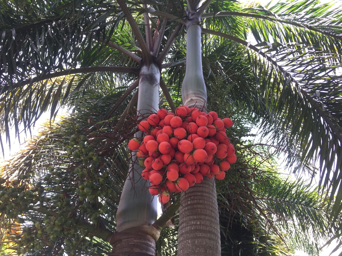 蓝天白云凤凰树果实累累向阳花