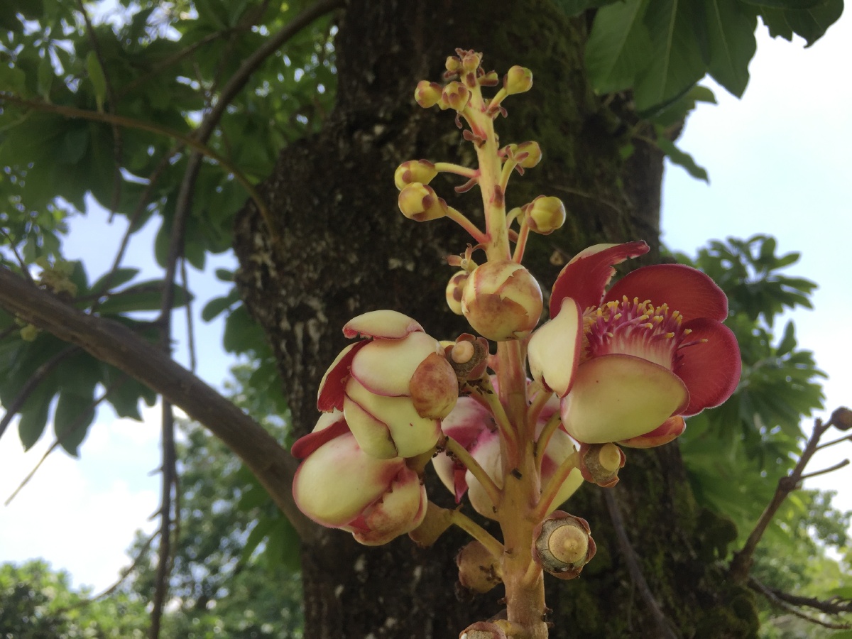 蓝天白云凤凰树果实累累向阳花