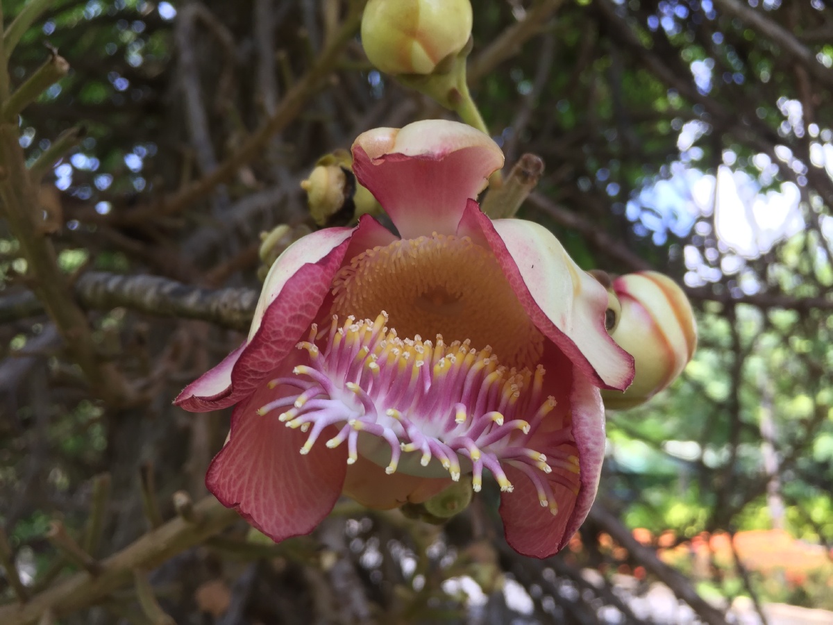 蓝天白云凤凰树果实累累向阳花