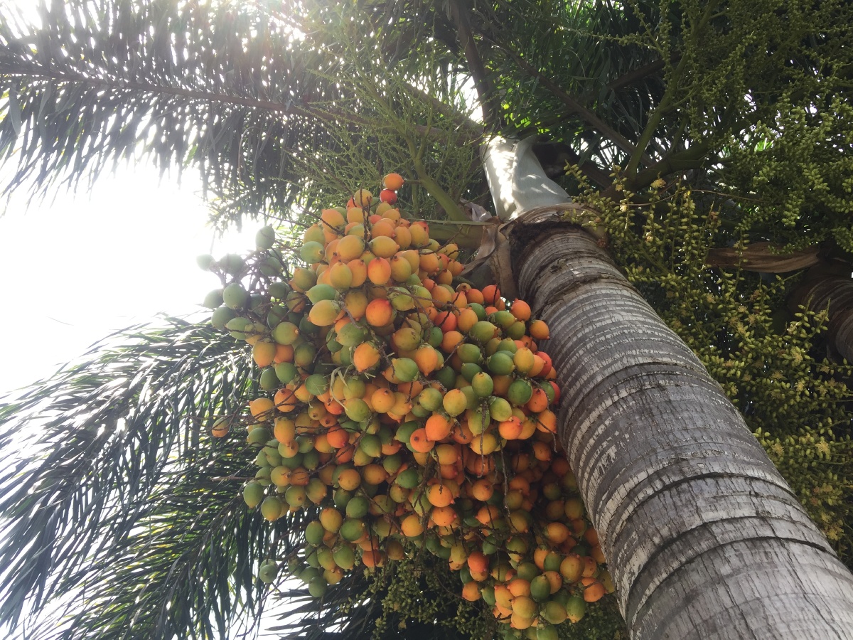 蓝天白云凤凰树果实累累向阳花