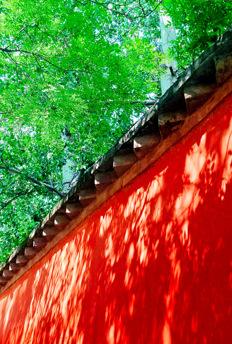 绿树红墙迷人的光影