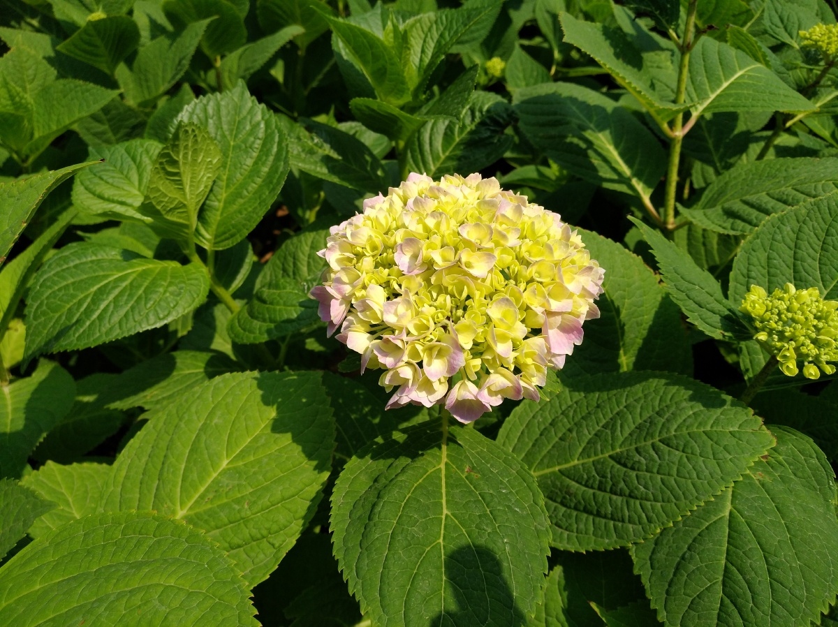 花盛开绽放绿叶阳光明媚