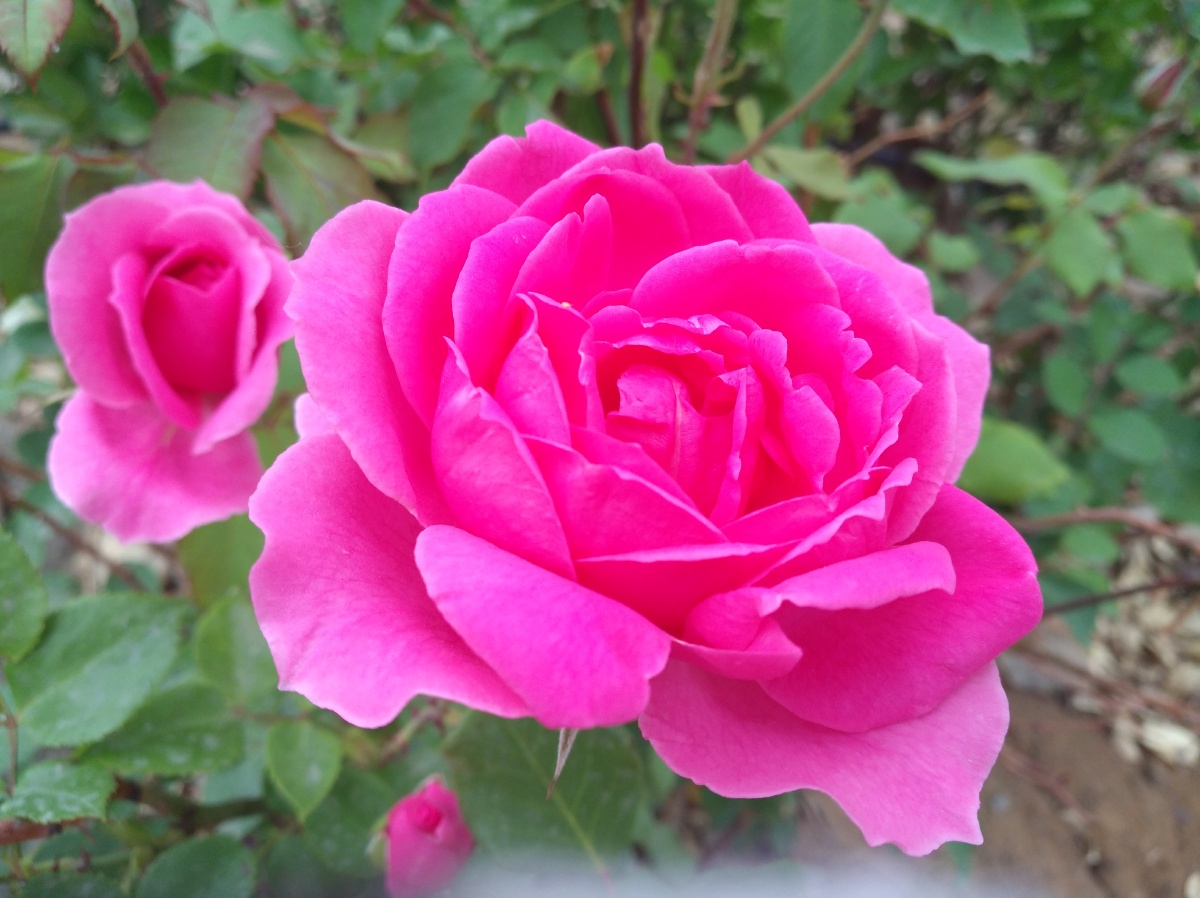 品红色花盛开绽放绿叶