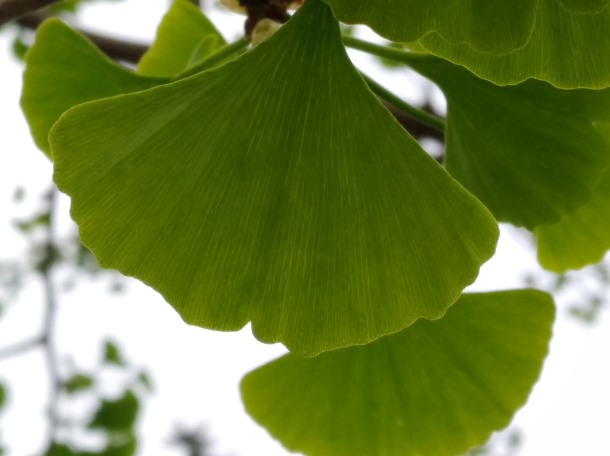 绿色银杏树叶