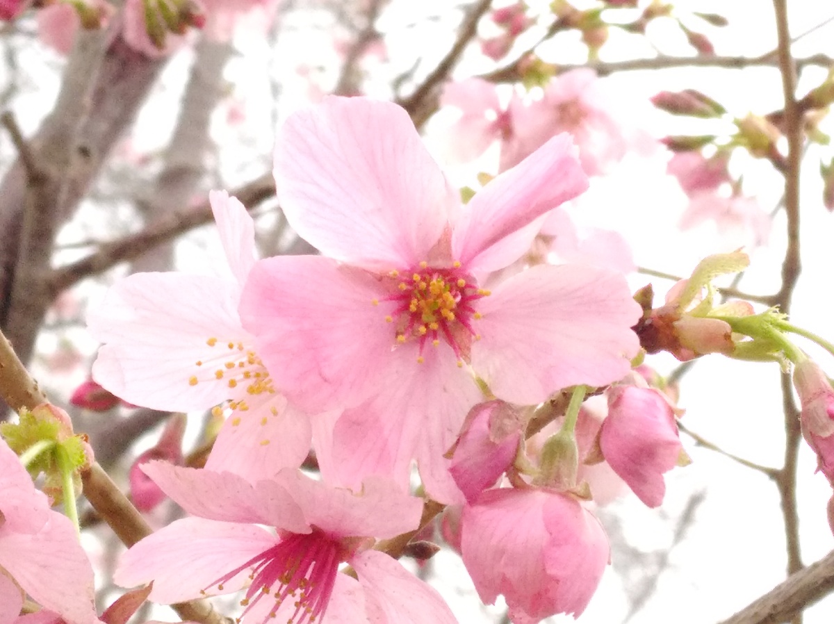 春天樱花盛开绽放粉红花海