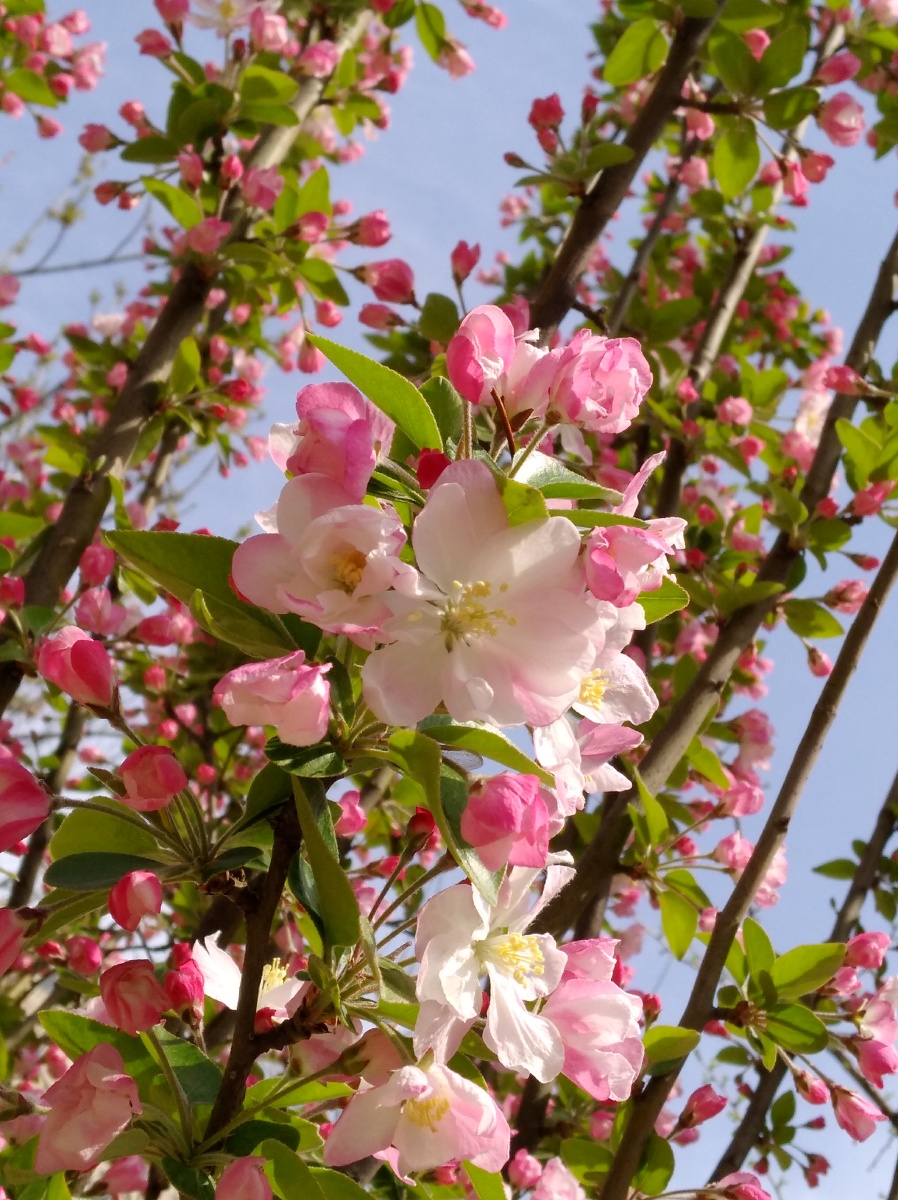 春天海棠花粉红绿叶