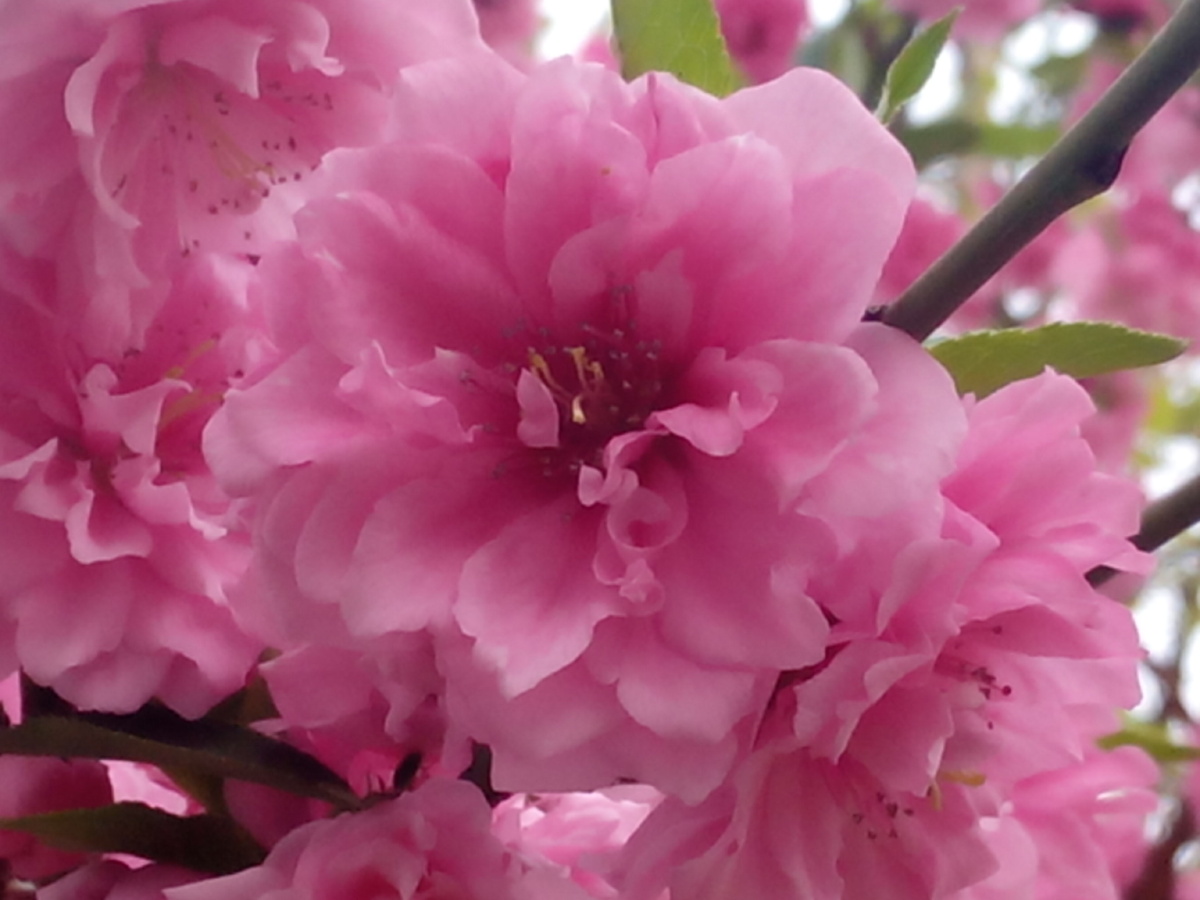 粉红花卉绿叶花园公园自然风光阳光明媚春色满园桃花盛开绽放