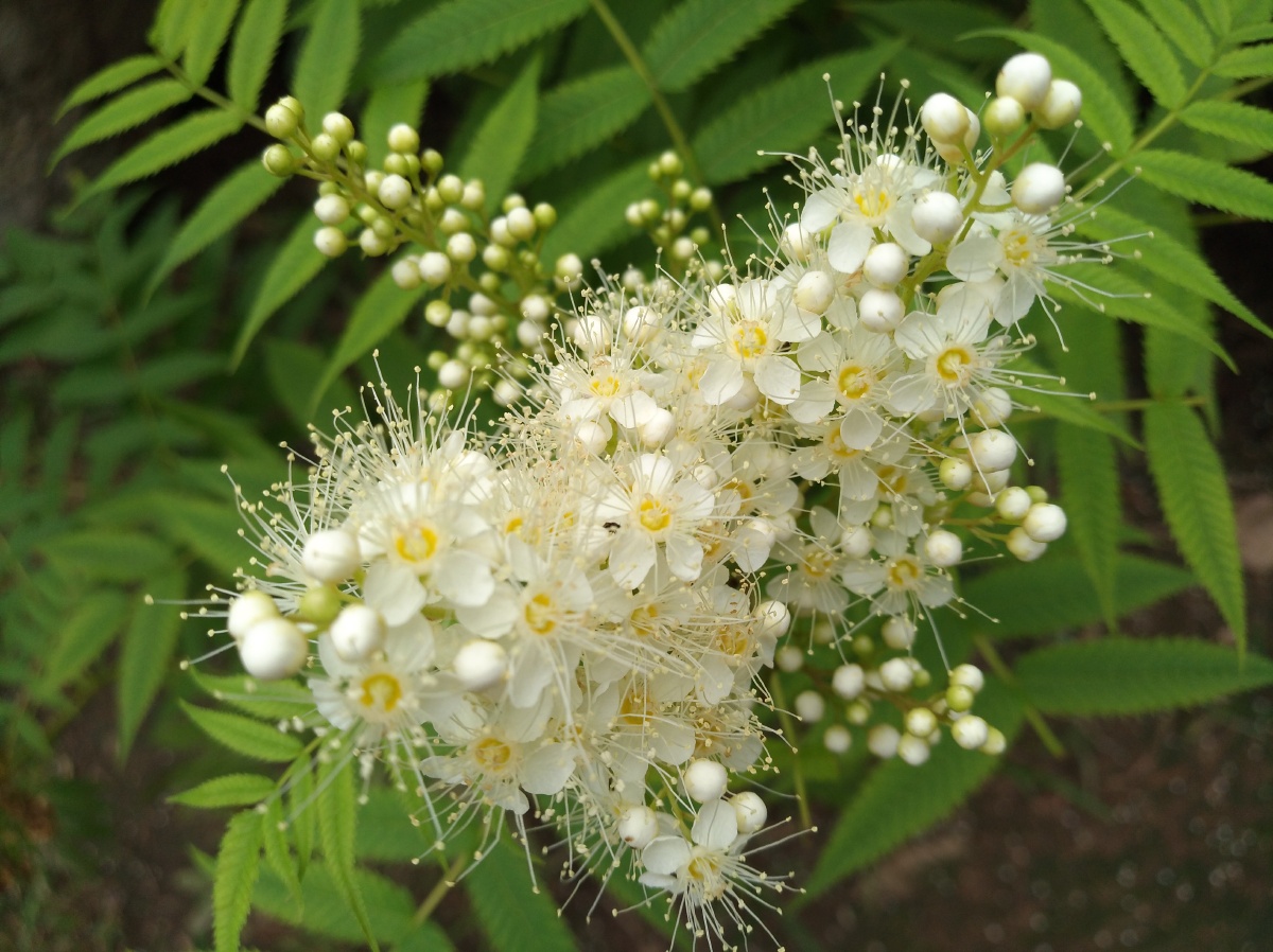 春天晴朗白杨盛开绽放绿叶