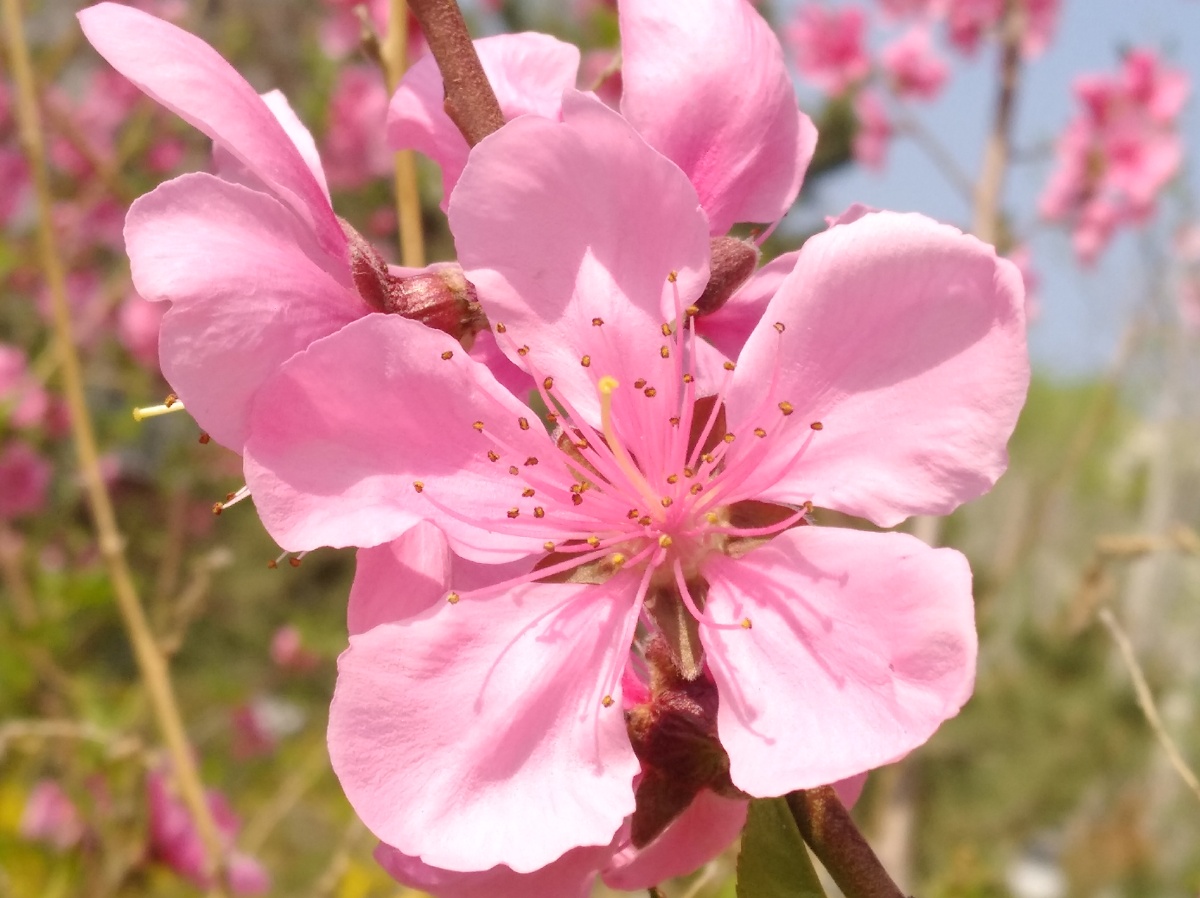 春天晴朗粉红桃花盛开绽放春天晴朗粉红桃花盛开绽放绿叶