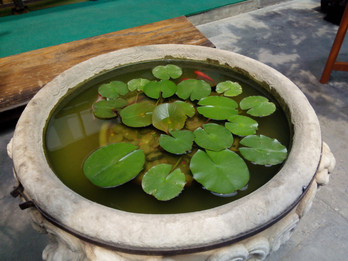绿色荷叶夏天锦鲤