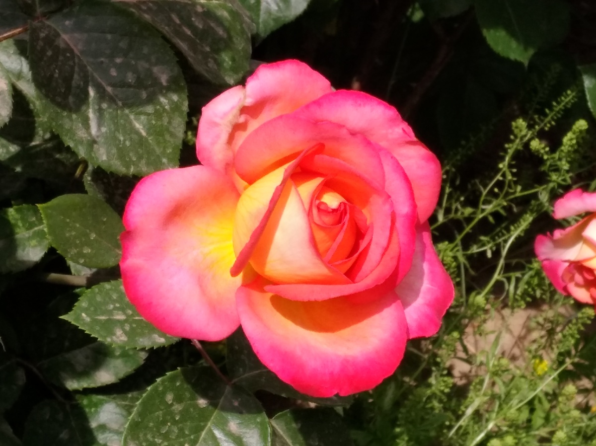 红黄月季花盛开绽放绿叶