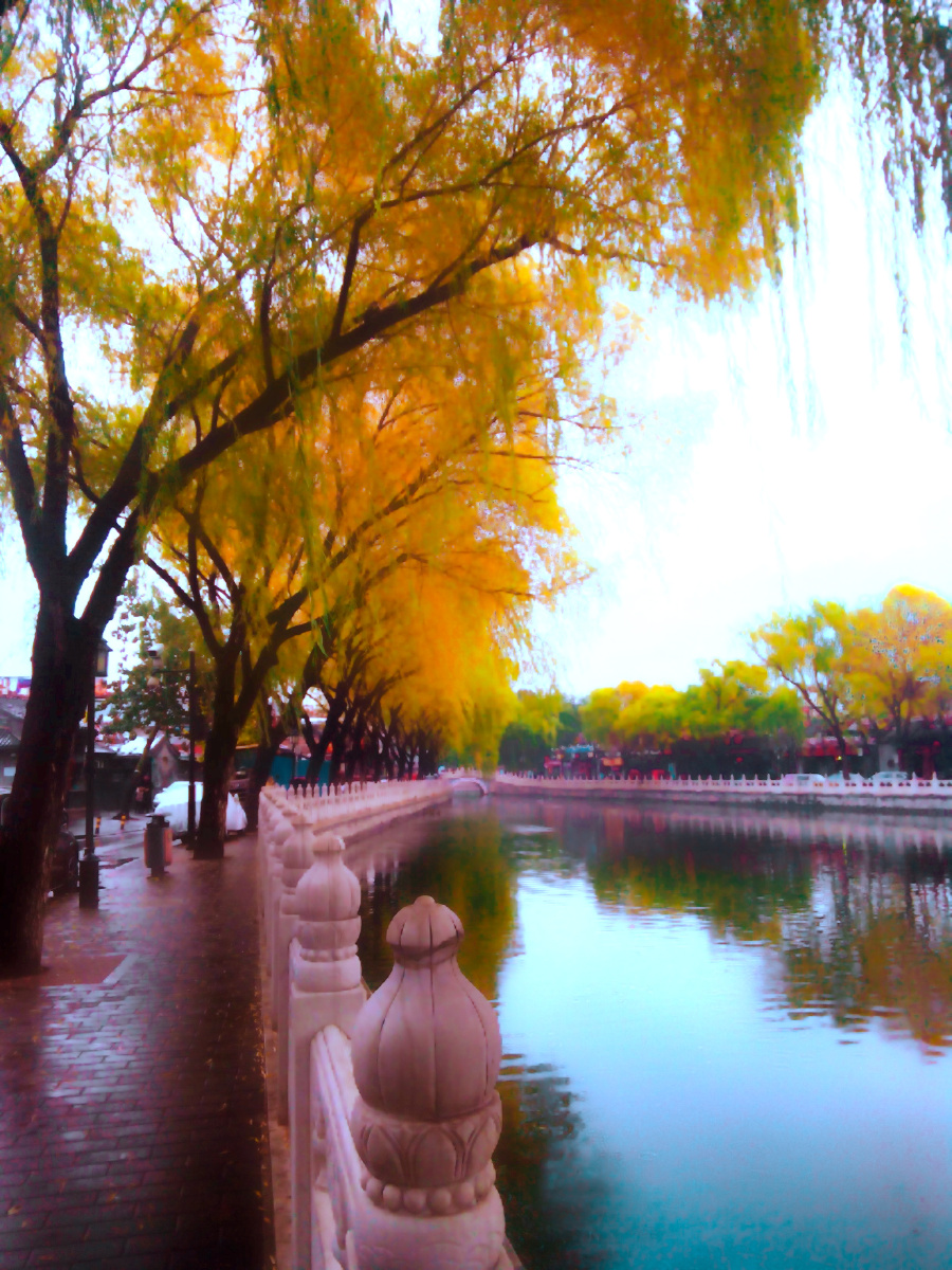 北京什刹海风景区秋天景色金黄垂柳栏杆水面竖屏