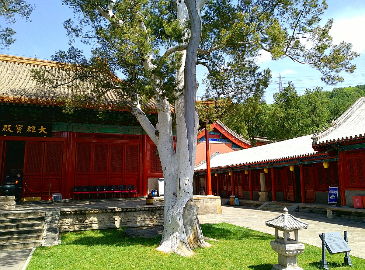 寺院古树白皮松