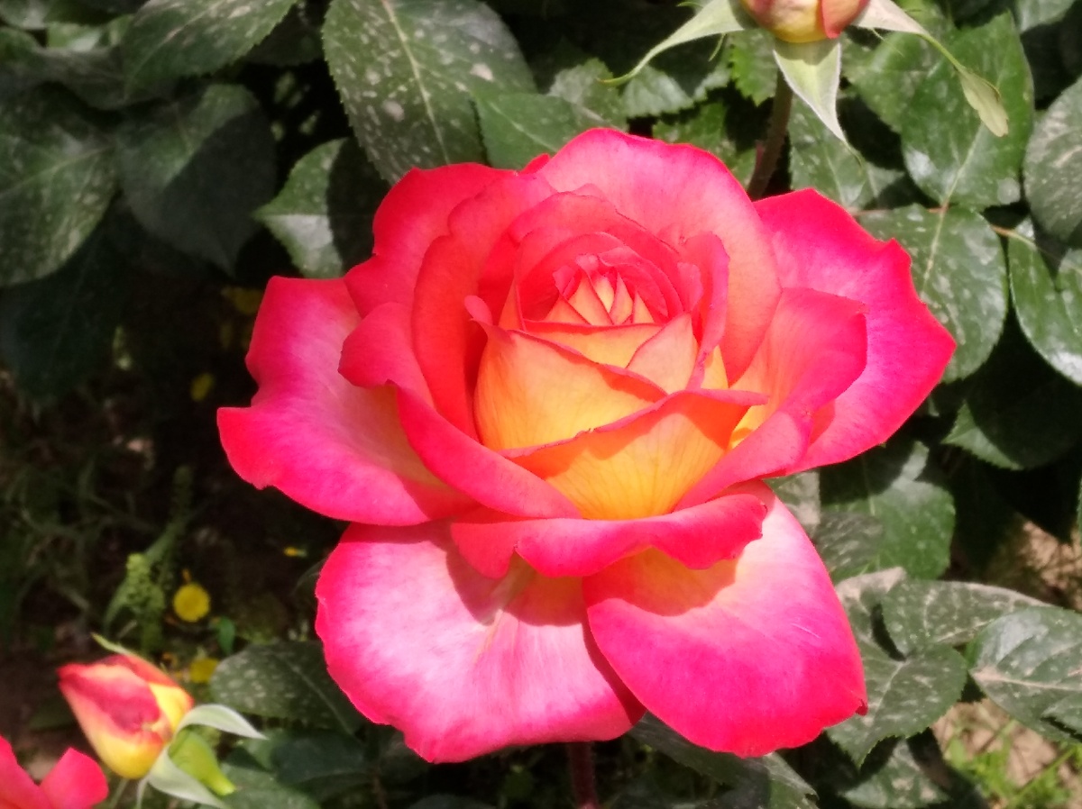 月季花盛开 - 万般刹那 - 图虫