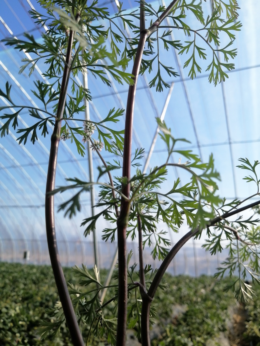 香菜哈哈哈 - fashion刘较瘦 - 图虫