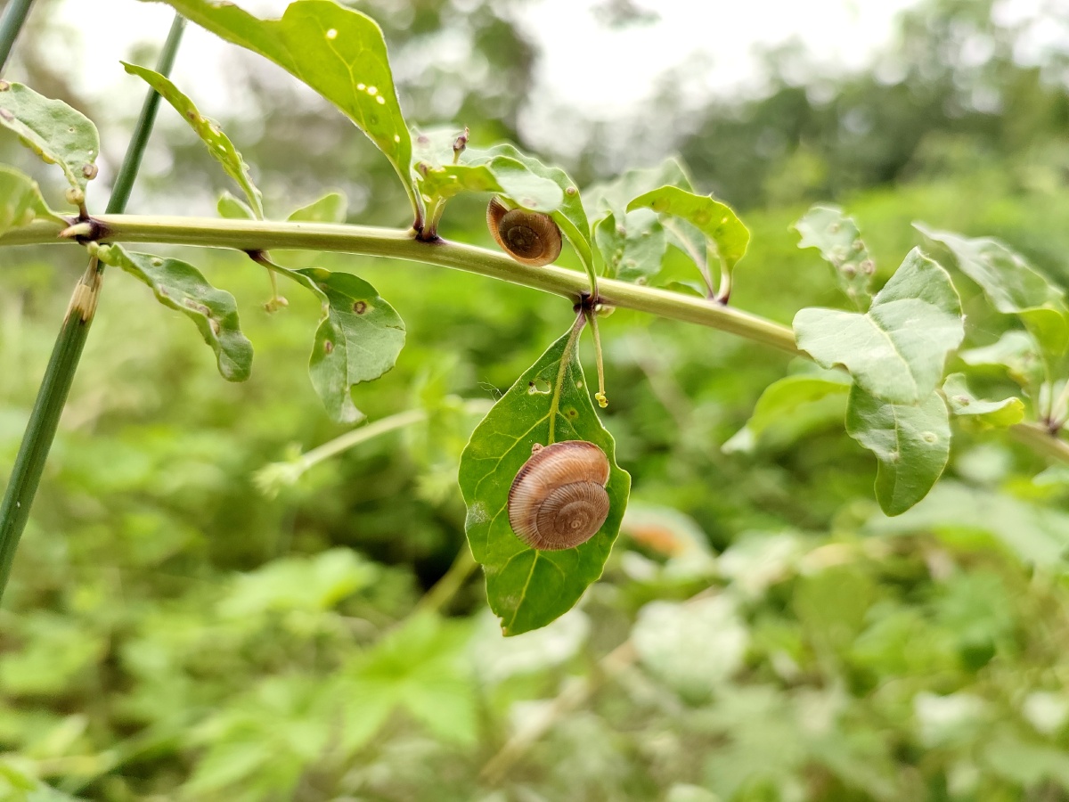 扁蜗牛的夏天