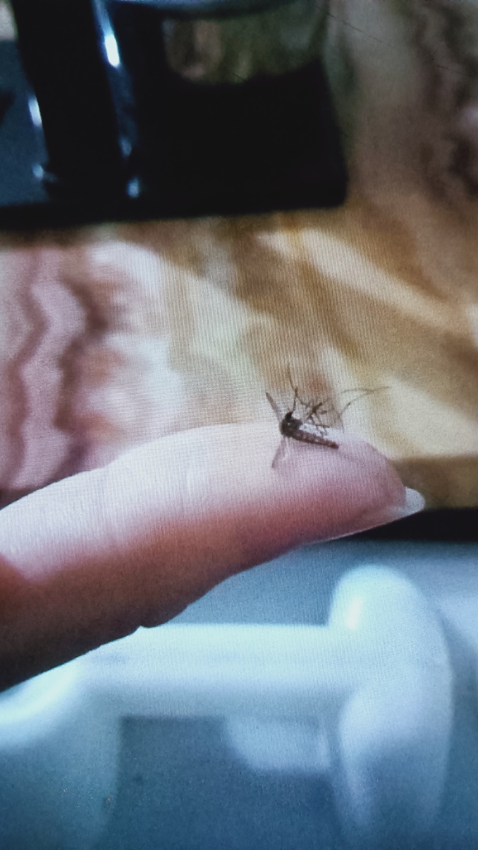 广西冬天的蚊子