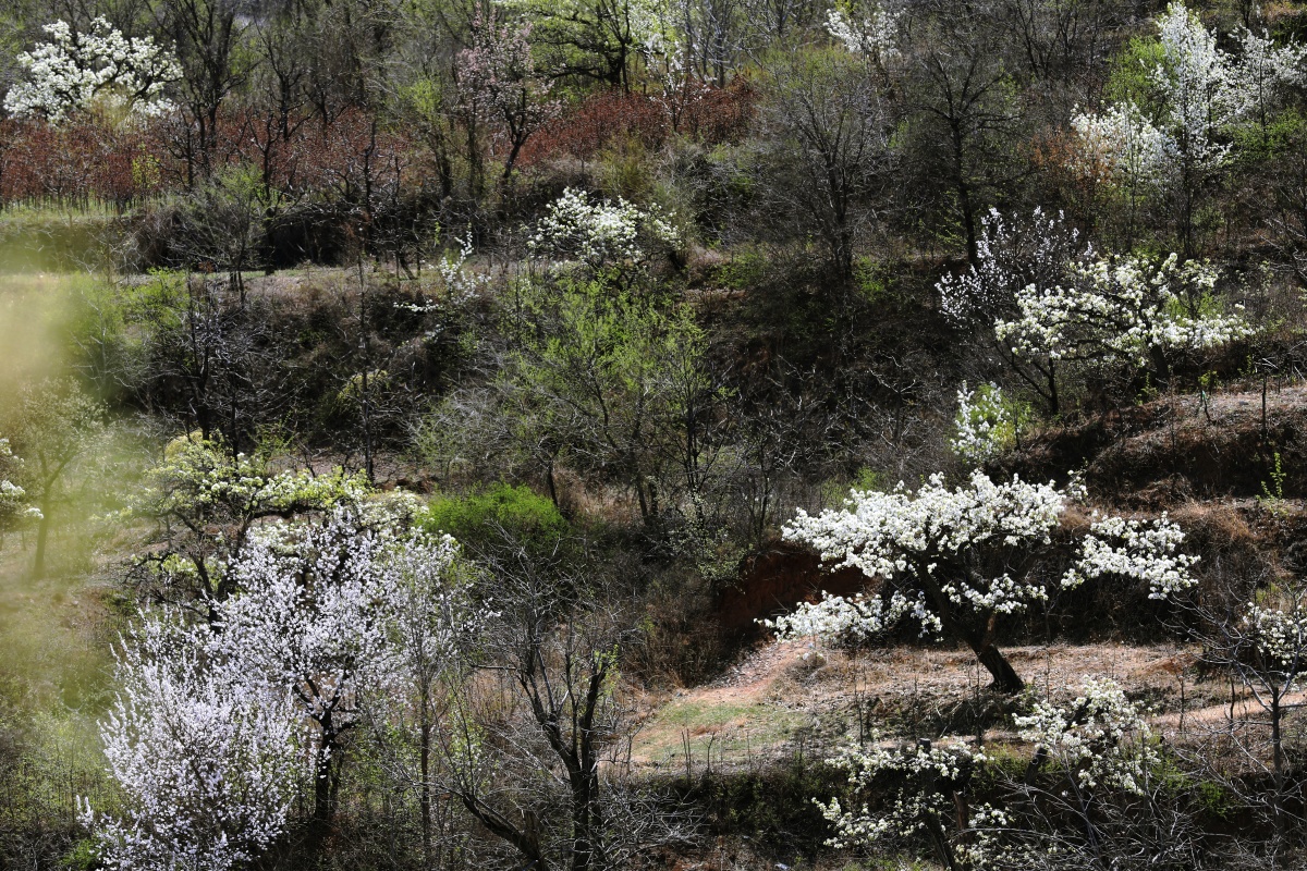 拍摄地点:天津市蓟县穿芳峪镇东井峪村.