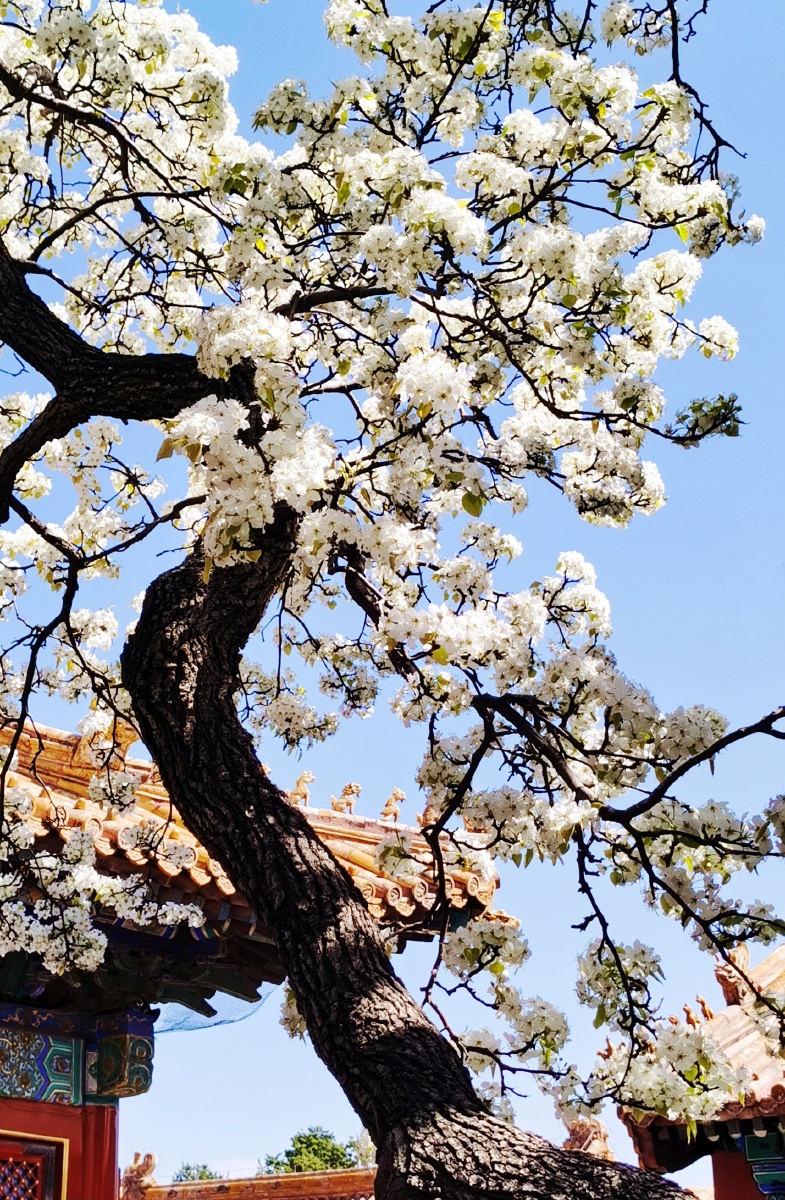 承乾宫百年梨花香