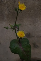 235416