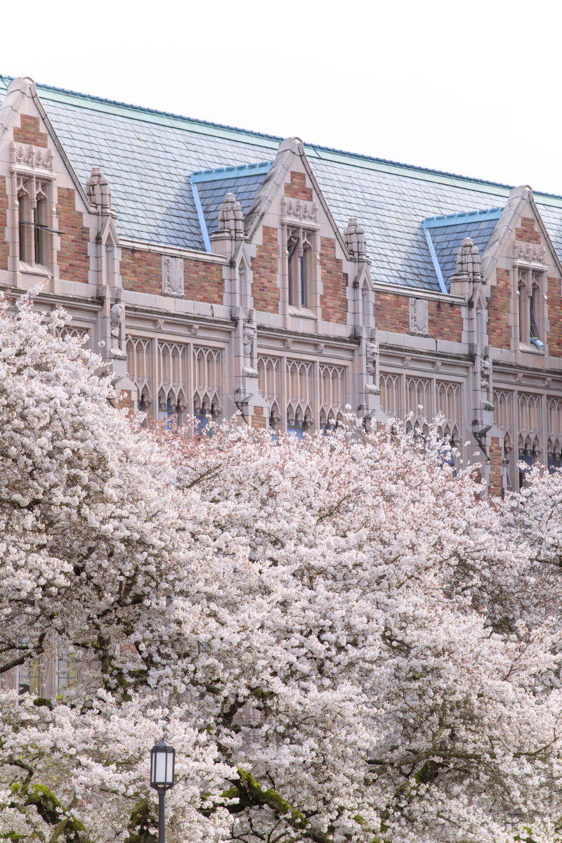 樱花的极致浪漫摄于西雅图大学的樱花