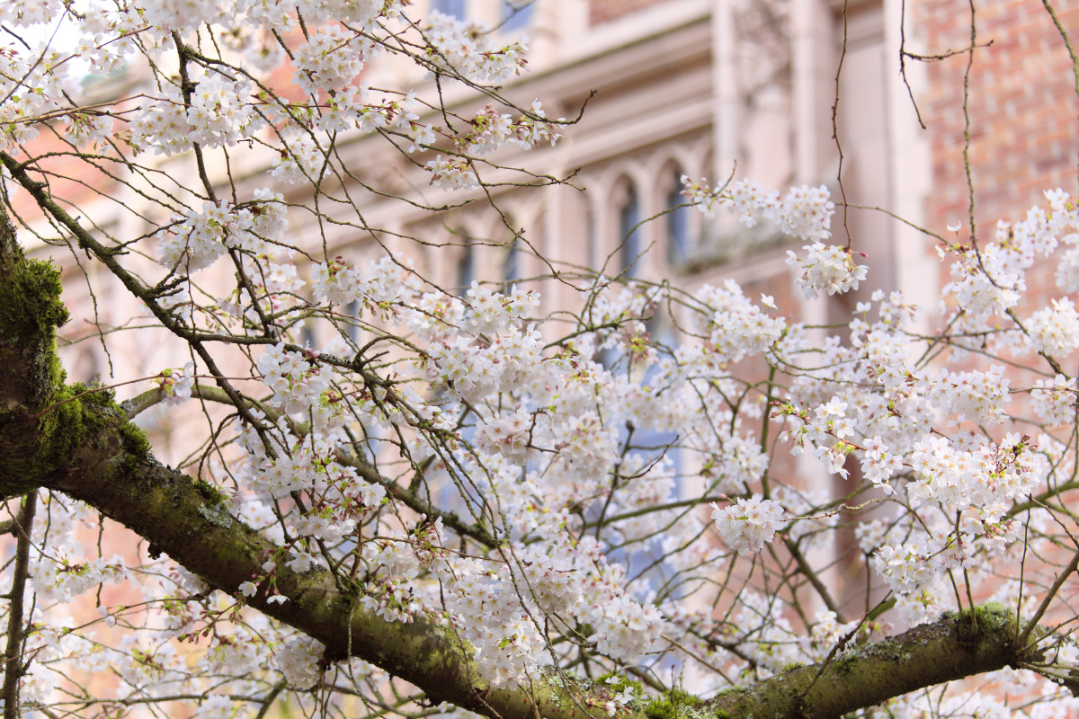 樱花的极致浪漫摄于西雅图大学的樱花
