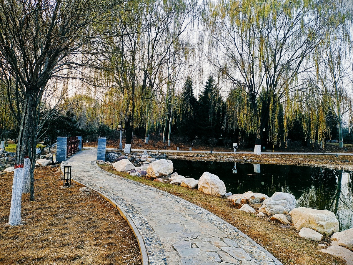 春天公园里碧绿的池水和慢慢变绿的树木