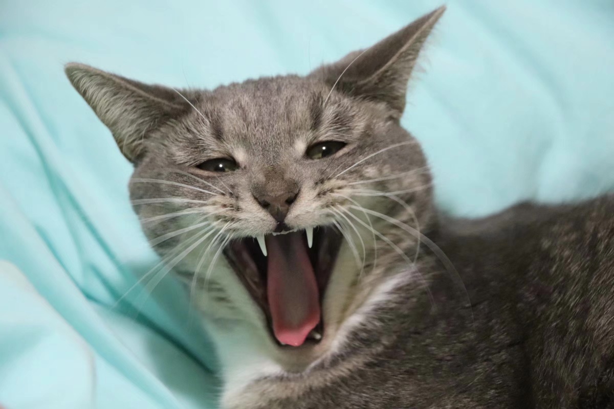 表演一个狮吼功