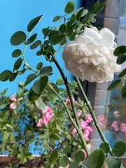 596EE10F-F6EF-4CD6-B8D1-E78B42FFABA1/L0/001